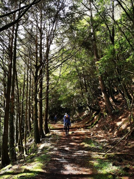 雙龍林道上巒安堂西巒大山1778691