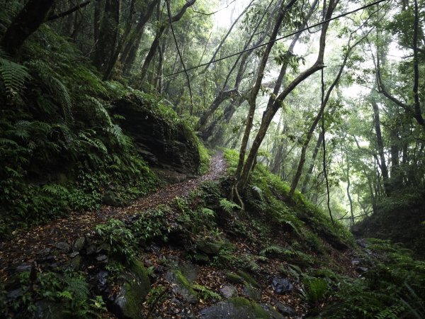 2025_0525 鎮西堡巨木群步道（B區）2797703