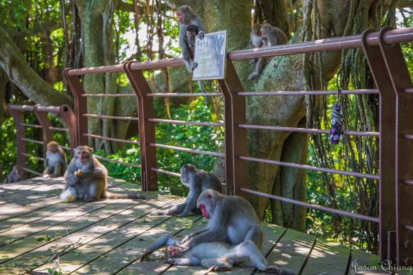 [高雄]壽山遊猴群動物園2580348