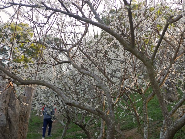 虎山巖步道—滿山李花白1268685