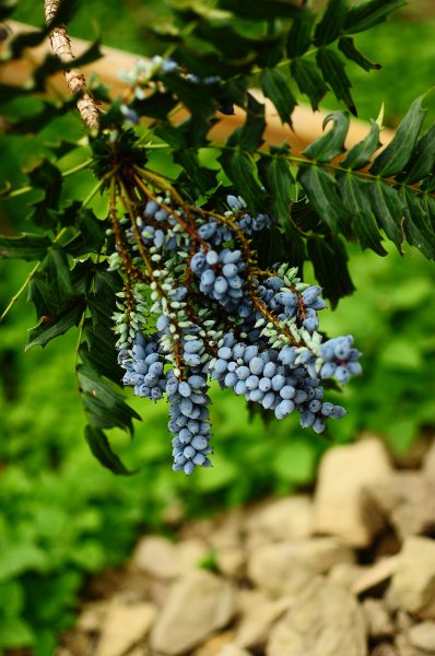 鄒族雅吾瑪斯步道916902