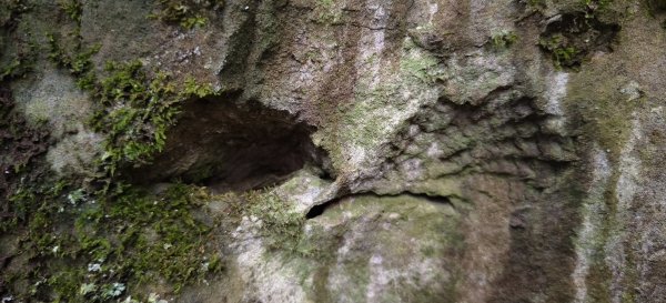 2025/12/25_冬瓜山神木步道2971966