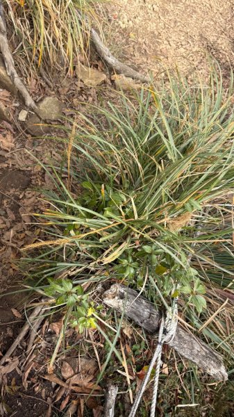 再也不爬囉（告別20252973153