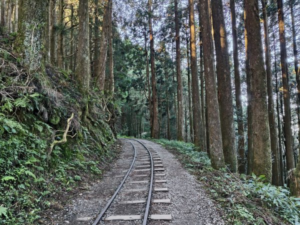 [百山百鳥尋旅-12/15] 2025_0928 特富野古道2899601
