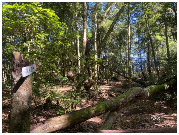 武界山、獅凸魯山、橫屏山、橫屏山西峰 連走2846127
