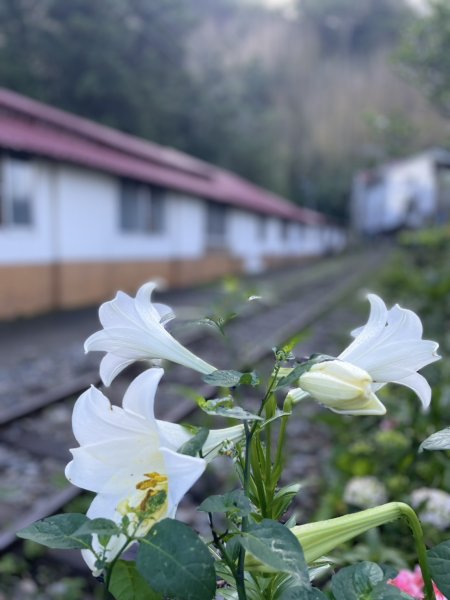 【絕版路線請勿跟進】十字路走得恩亞納-大O繞13.4K2791582