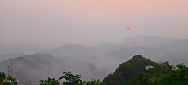 #山羌 #親子檔 #二格山 #日出 #雲海 #晨霧 4/113033443