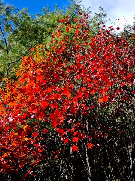 大雪山神木步道2962648