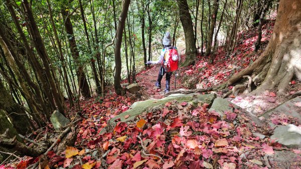 20251212稍來山賞楓2964436