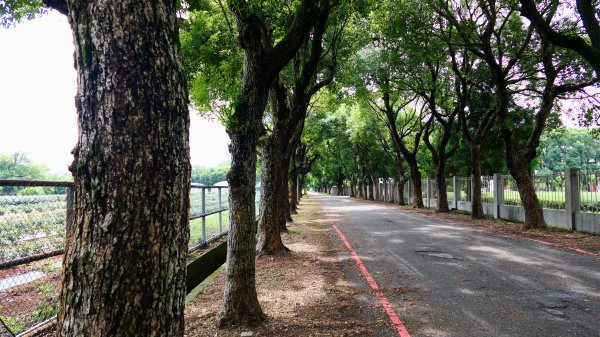 茶山步道,鎮南橋,鴉片菸潭,通學古道2602606