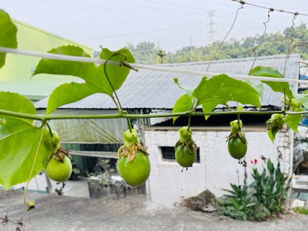 古坑地母廟走荷苞山(登山步道)訪小溪子山2946722