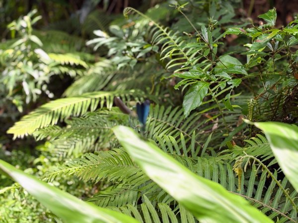 四寮溪生態步道2828547