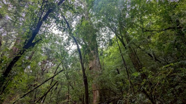 司馬庫斯巨木步道2861092