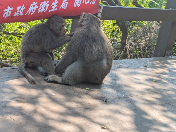 2025.03.25－壽山健走2746392