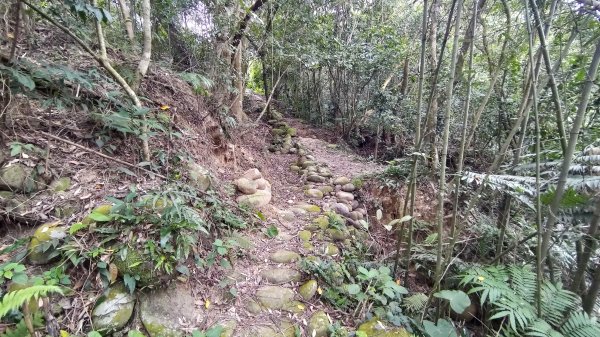 2026樟之細路 | 第二大段 | 關西~橫山3041818