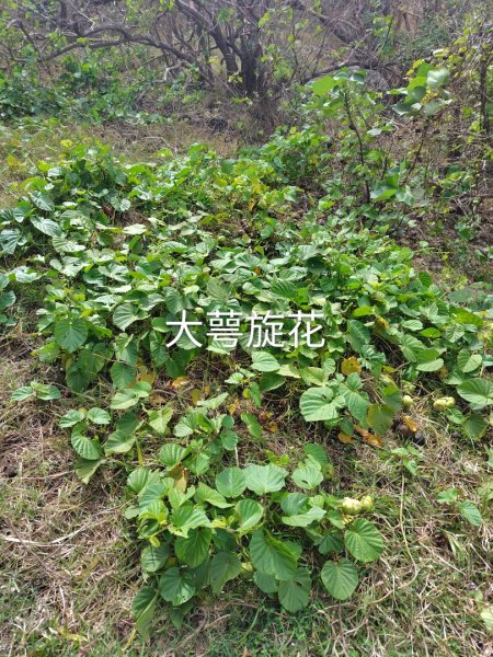 恆春大縱走連走白沙彌山出呆風草原2991465