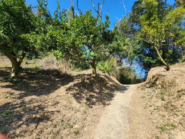 20250114石井山、榴子坑山、後脊山、龍頂山2728590