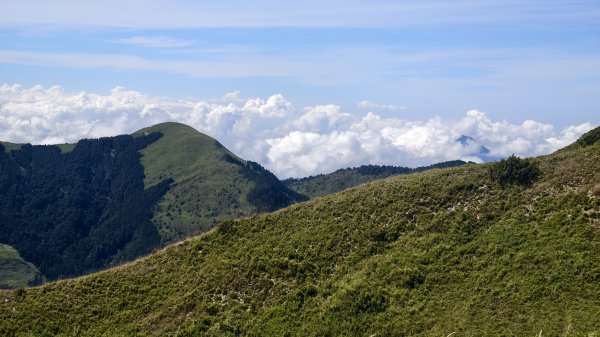 合歡山北峰 小溪營地 鷹角石 合歡北峰名樹2903415