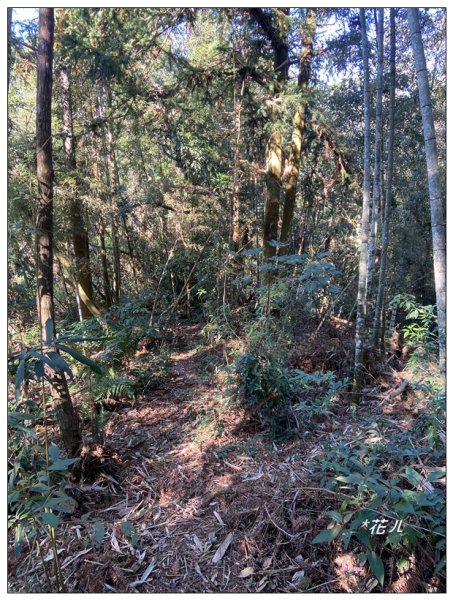 頭社山主峰及基點峰(社頭山)2681593