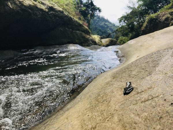 【雲林草嶺線】台灣好行石壁仙谷玩一圈