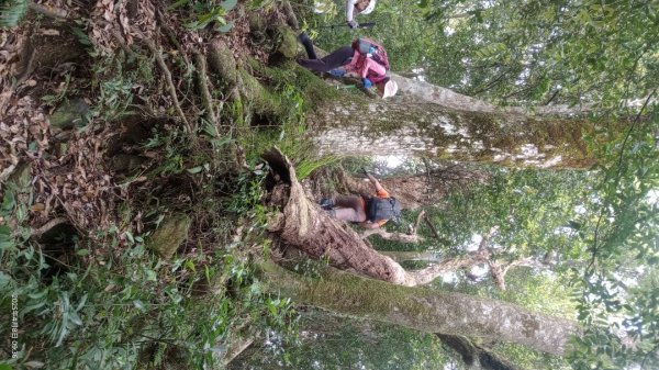 逐鹿卡保山賞一葉蘭2760883