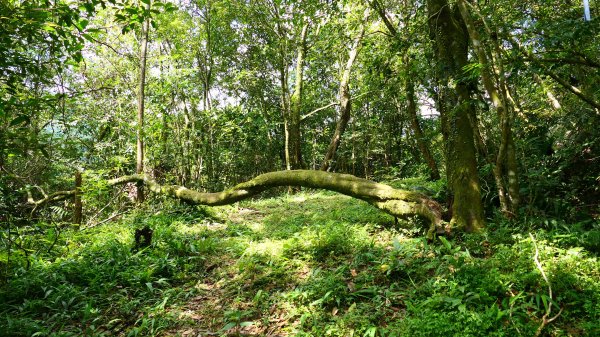 大湖尾,溪尾寮,藤寮坑古道2877512