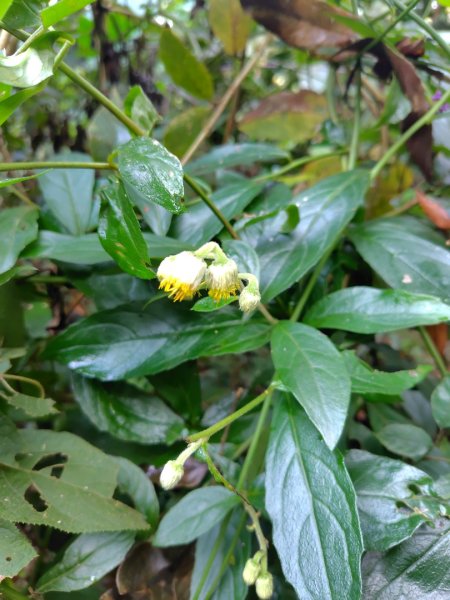 鳳鳴古道 鳳鳴山 南隘勇（南長城）古道 三湖山 八達嶺（龍骨）古道 綠色古道 延平古道2975141