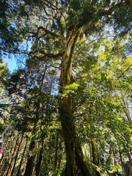 瞭望台-瓊山-望美山-獵人古道2886870