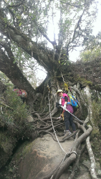 20160404苗栗加里山(二坪山入口)34220