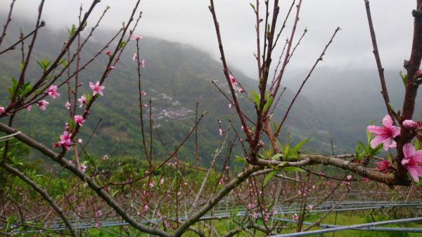 屯野生台山、石麻達山918018