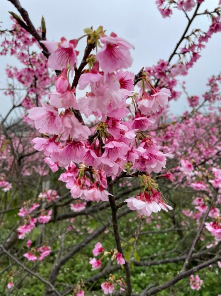 平菁街42巷櫻花1585392