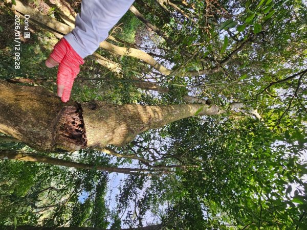 20260112月扇湖山&四分子古道O走+烏塗溪步道2986515