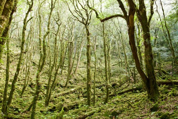 谷關七雄：八仙山468295