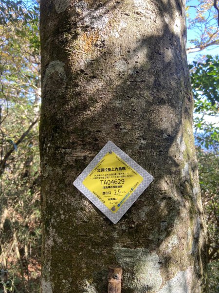 114.11.16 北得拉曼追黃金山毛櫸2937910