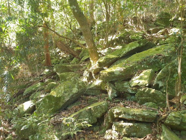 冬瓜山步道與洗水山1560944