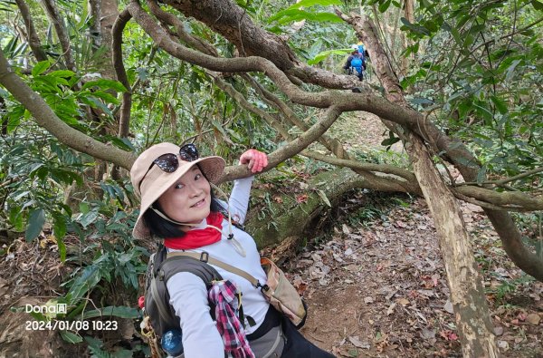 桃園復興枕頭山、薑母島O型走(角板山賞梅)2398173