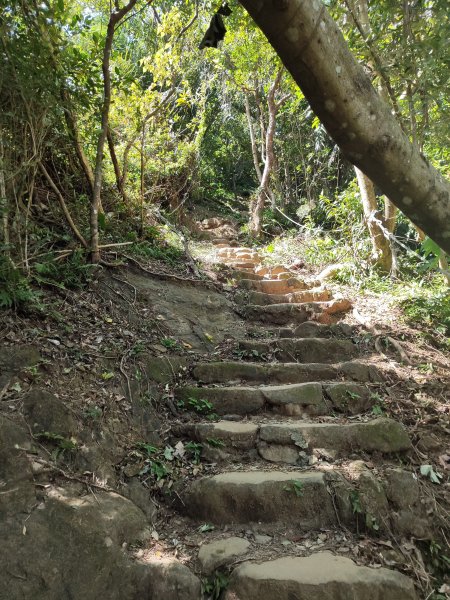 微笑山線：【天上山系】望月亭桐花段2860691