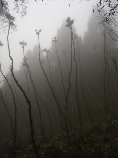 麥巴來山O型之霧895633