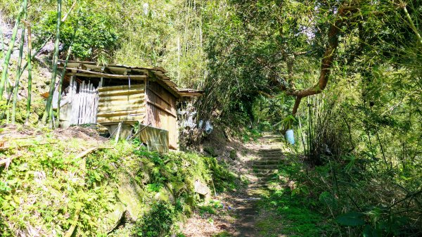 平菁街櫻花2697252