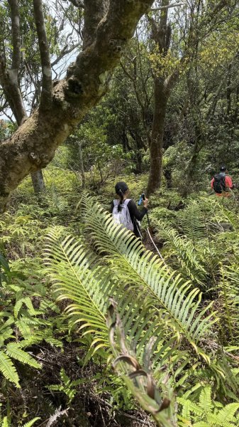 20250404銀河洞越嶺登山步道2752979