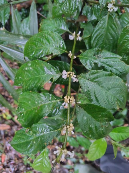 苗栗關刀山2975045