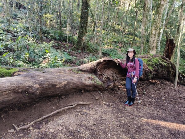 高島縱走202502152713762