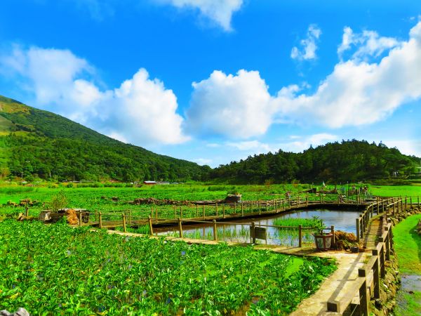 【心靈療癒】陽明山頂湖環狀步道182862