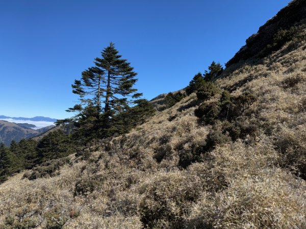 20250104-05 向陽縱走魔保來溪頭山出關山嶺山2683515