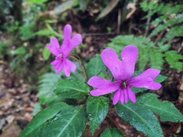 Gunung Kinabalu 神山153098