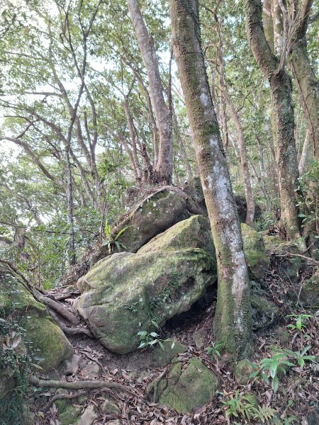 關西赤柯山+東西獅頭山+馬福山+玉山O型2670806