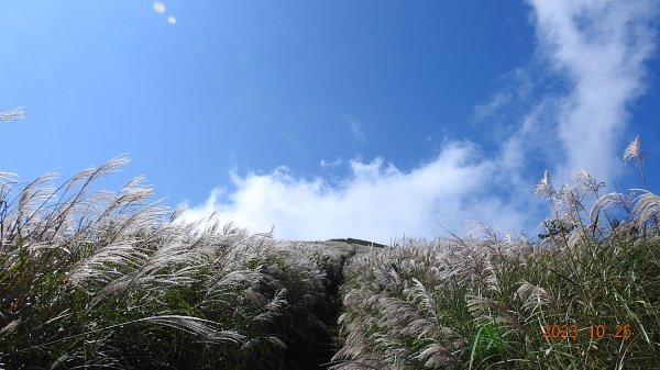 大屯山星空/夜景/晨曦/山嵐（雲瀑？）/芒花2325758