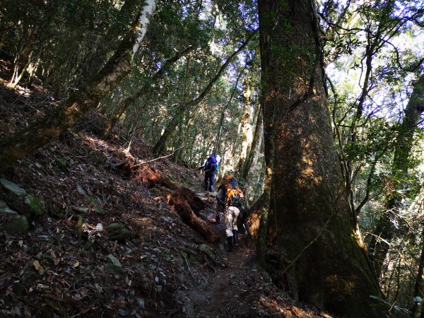 屏風山--岳界說的鳥山，其實不鳥～很辣703261