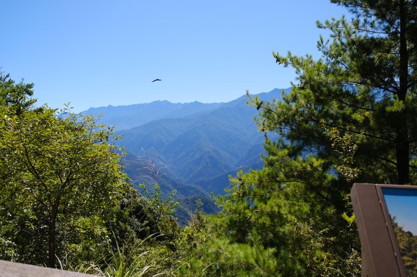 雪見大板根2924702