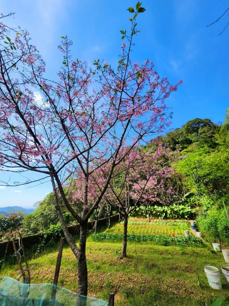 小百岳集起來-汐止大尖山2180989